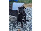 Adopt Midge a Black - with White German Shepherd Dog / Labrador Retriever /