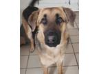 Adopt Fritz a Tricolor (Tan/Brown & Black & White) German Shepherd Dog / Mixed