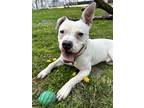 Adopt Jim a White Mixed Breed (Large) / Mixed dog in Indianapolis, IN (40952662)