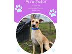 Adopt Cookie a Tan/Yellow/Fawn Mixed Breed (Medium) / Mixed dog in Savannah