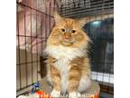 Adopt Sylvester a Orange or Red (Mostly) Domestic Longhair (long coat) cat in