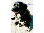 Adopt SOLO a Black - with White Basset Hound / Labrador Retriever / Mixed dog in