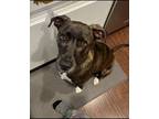 Adopt Poppy a Brindle - with White Pit Bull Terrier / Labrador Retriever / Mixed