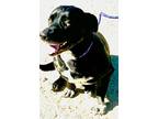 Adopt Solo a Black - with White Basset Hound / Labrador Retriever / Mixed dog in