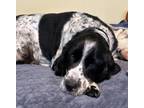 Adopt Lou a Black - with White English Springer Spaniel / Mixed dog in Los
