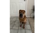 Adopt Luna a Brown/Chocolate Shar Pei / Mixed dog in Richardson, TX (40351241)