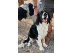Adopt Buddy a Black - with White English Springer Spaniel / Bernese Mountain Dog