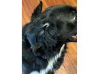 Adopt Bernie a Black Bernese Mountain Dog / Mixed dog in Clarence, NY (36741397)
