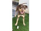 Adopt Boyka a Brown/Chocolate - with White Labrador Retriever / Pit Bull Terrier