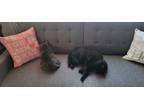 Adopt Gabby a Gray or Blue Domestic Shorthair / Mixed (short coat) cat in Three