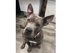 Adopt Addison a Gray/Blue/Silver/Salt & Pepper American Pit Bull Terrier dog in