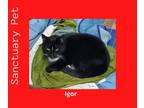 Adopt Igor a Black & White or Tuxedo Domestic Shorthair / Mixed (short coat) cat
