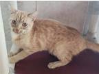 Adopt Cindi Rella a Domestic Shorthair / Mixed (short coat) cat in Cuba