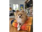 Adopt JoJo a Tan/Yellow/Fawn Pomeranian / Mixed dog in Los Angeles