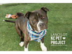 Adopt Lancelot a Black American Pit Bull Terrier / Mixed Breed (Medium) / Mixed