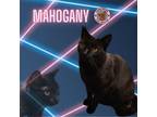 Adopt Mahogany a Black (Mostly) Domestic Shorthair cat in Hershey, PA (40607475)
