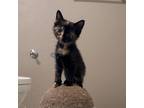 Adopt Abby-Anna a Tortoiseshell Domestic Shorthair cat in Arlington/Ft Worth