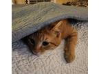 Adopt Emmett a Domestic Shorthair / Mixed (short coat) cat in Darlington