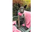Adopt Jessica a Brindle Dutch Shepherd / Mixed dog in Anza, CA (41228062)