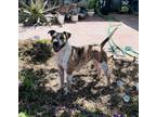 Adopt Hailey a Brindle - with White Cattle Dog / Mixed Breed (Medium) / Mixed