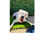 Adopt Lily a White Boxer / Mixed dog in Barstow, CA (40006089)