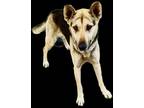 Adopt Bella Trixie a Tan/Yellow/Fawn - with Black German Shepherd Dog / Mixed