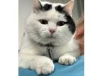 Adopt ANGEL a White (Mostly) Domestic Shorthair (short coat) cat in Lower Lake
