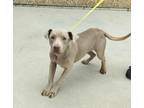 Adopt Hayden a Brindle American Pit Bull Terrier / Labrador Retriever / Mixed
