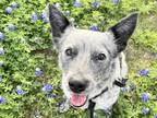 Adopt Cassiopeia a Black Mixed Breed (Medium) / Mixed dog in Georgetown