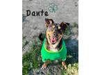 Adopt Dante a Black American Pit Bull Terrier / Doberman Pinscher / Mixed dog in