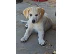 Adopt Pebbles a White Labrador Retriever / Great Pyrenees / Mixed dog in Midway