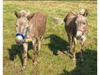 Adopt Harry (with Sally) a Donkey/Mule/Burro/Hinny / Mixed horse in Morris