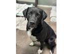 Adopt Luke B a Black Labrador Retriever / Mixed dog in Florence, AL (38695233)