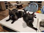 Adopt Emmy, Oscar & Tony (a.k.a. Battlet kitties) a All Black Domestic Shorthair