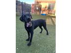 Adopt Walter a Black German Wirehaired Pointer / Mixed Breed (Medium) / Mixed