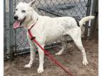 Adopt Orion a White - with Black Cattle Dog / Labrador Retriever / Mixed dog in