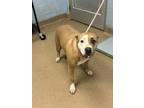 Adopt Kenna a Tan/Yellow/Fawn Mixed Breed (Large) / Mixed dog in Chamblee