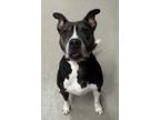 Adopt Stella a Black American Pit Bull Terrier / Mixed dog in Beatrice