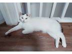 Adopt Goose Conestoga a White (Mostly) Domestic Shorthair (short coat) cat in