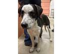 Adopt lover Boy a Brown/Chocolate - with Black Labrador Retriever / Blue Heeler