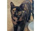 Adopt Sillybuns a Tortoiseshell Domestic Shorthair (short coat) cat in Marion