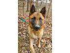 Adopt Kazi a Tan/Yellow/Fawn Belgian Tervuren / Belgian Malinois / Mixed dog in