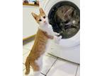 Adopt Airstream Pine a Orange or Red Tabby Domestic Shorthair (short coat) cat