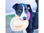 Adopt Laurel a Black - with White Mixed Breed (Medium) dog in Colorado Springs
