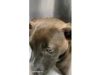 Adopt Dori a Brown/Chocolate Mountain Cur / Mixed dog in Los Angeles