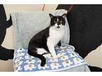 Adopt Addie a Black & White or Tuxedo Domestic Shorthair (short coat) cat in