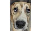 Adopt Blossom a Tan/Yellow/Fawn Mountain Cur / Mixed dog in Los Angeles