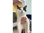 Adopt Wilding a White Domestic Shorthair / Mixed Breed (Medium) / Mixed (short