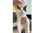 Adopt Wilding a White Domestic Shorthair / Domestic Shorthair / Mixed cat in