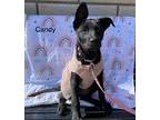 Adopt Candy a Black Labrador Retriever / Mixed dog in Littleton, CO (41227293)